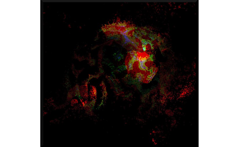 Illustration: photo of brain coral digitally manipulated to resemble coals coming to life, or a glowing heart beating in the dark