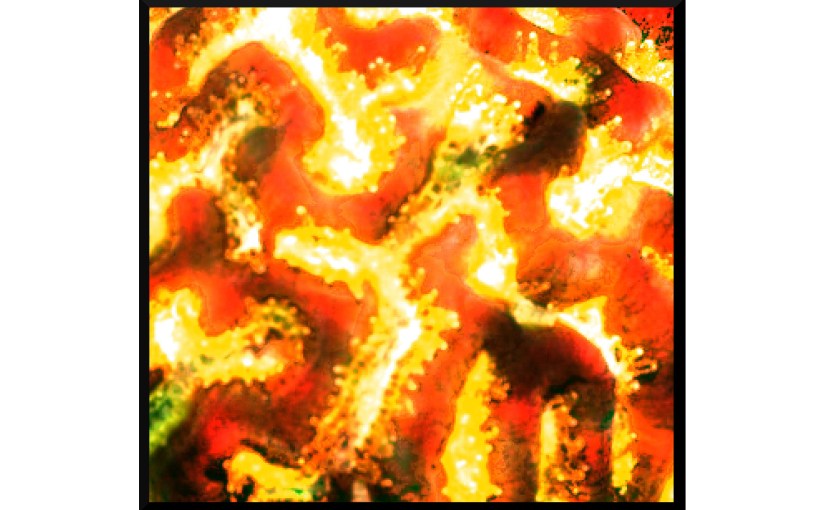 Illustration: photo of brain coral digitally manipulated to resemble close-up of the sun
